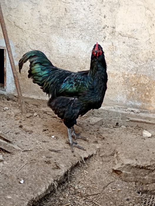 Găini Australorp