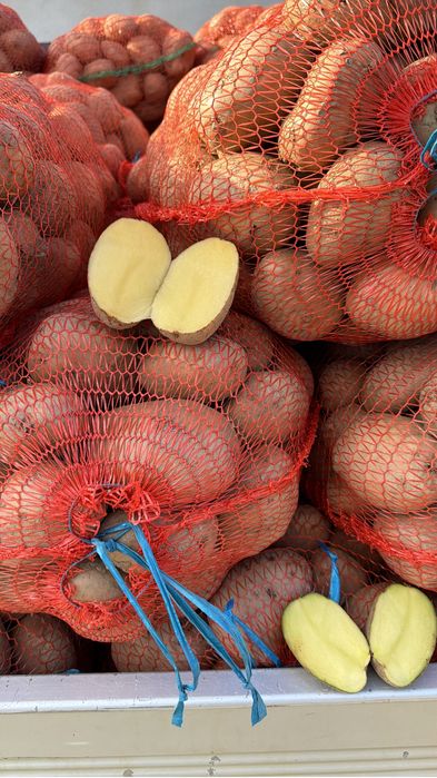 Vand Cartof alb consum, soi riviera. Cantitate diponibila 5 tone .