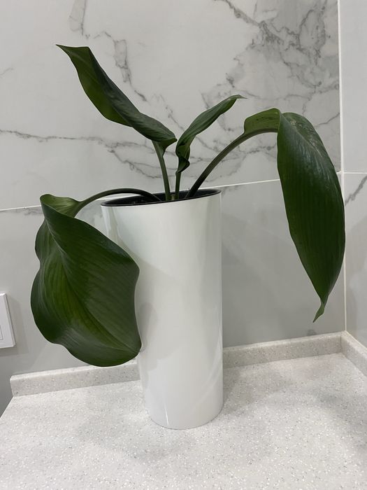 Продам красивый цветок