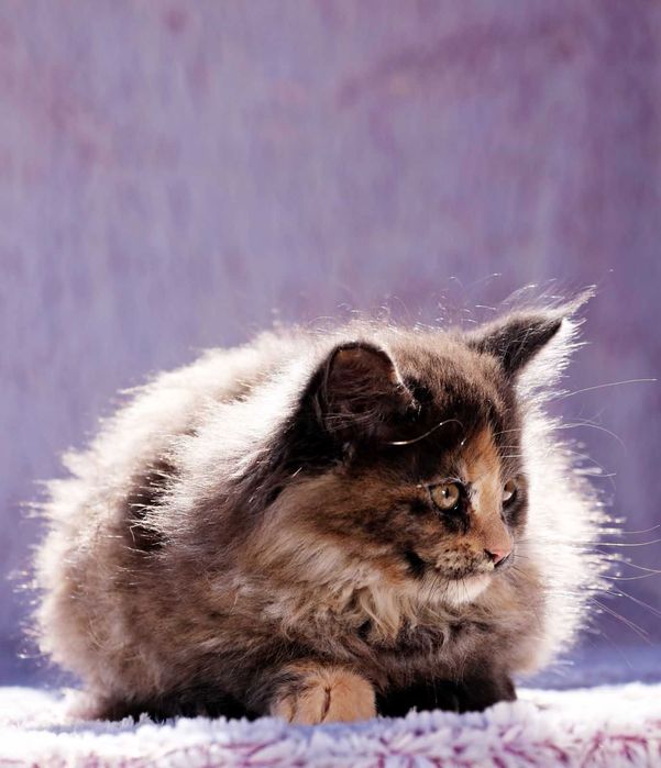 Motănel Maine Coon de elită – Pedigree WCF – Crescător