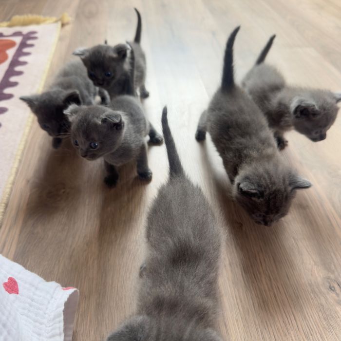 Отдам котят бесплатно