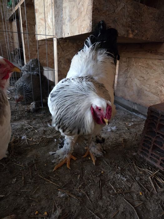 Găini și Cocoși Brahma  150 ,,,250. Lei in funcție de pasăre