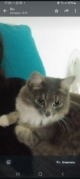 Отдам кошку в добрые руки