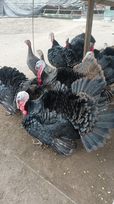 Порода чёрный принц