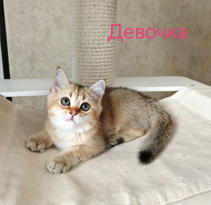 Британские котята