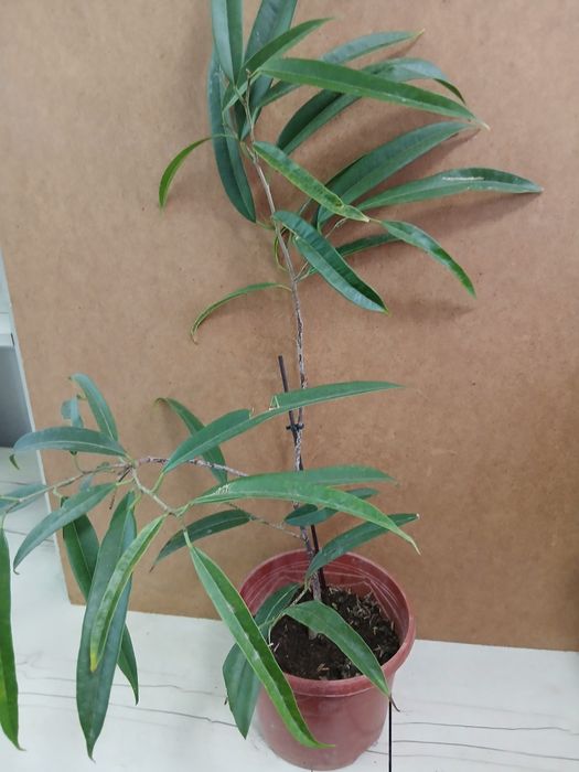 Фикус али по уценке