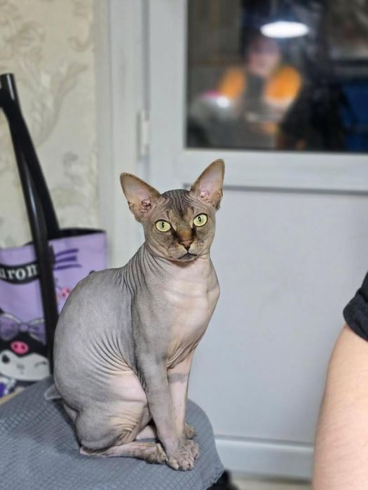 Котята свинкс  50000тг