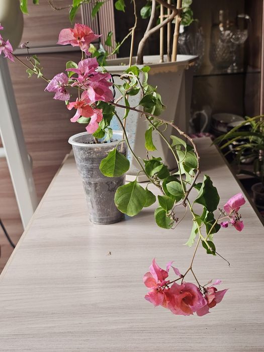 Комнатные цветы.