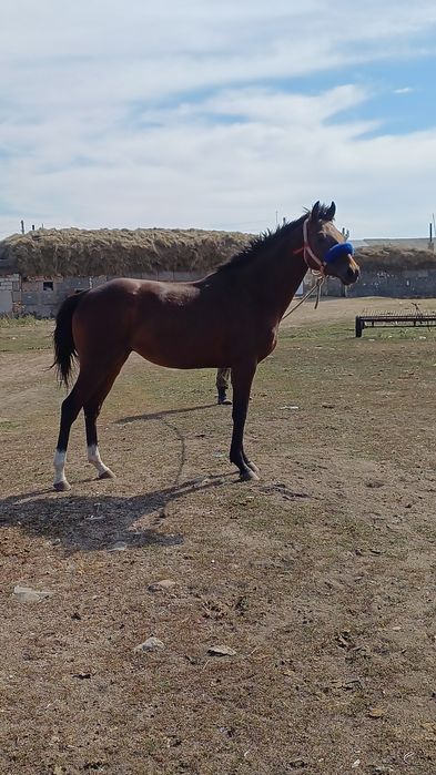 Тазақан чисторкровка жеребец