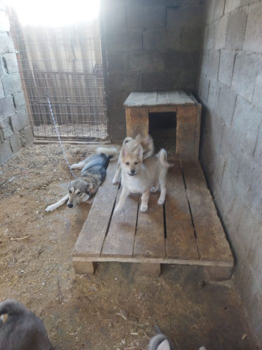 Щенки лайки продам