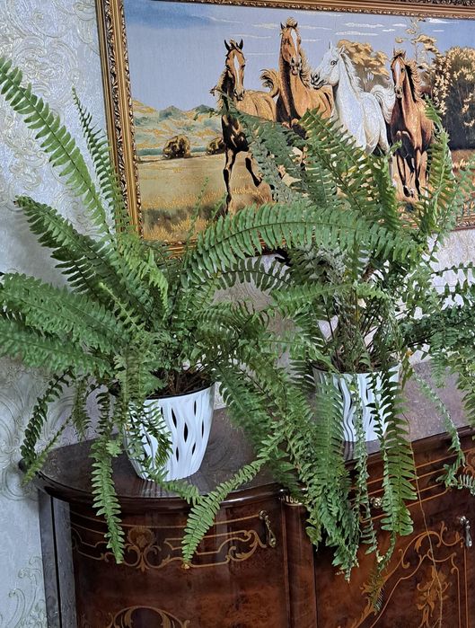 Комнатные растения