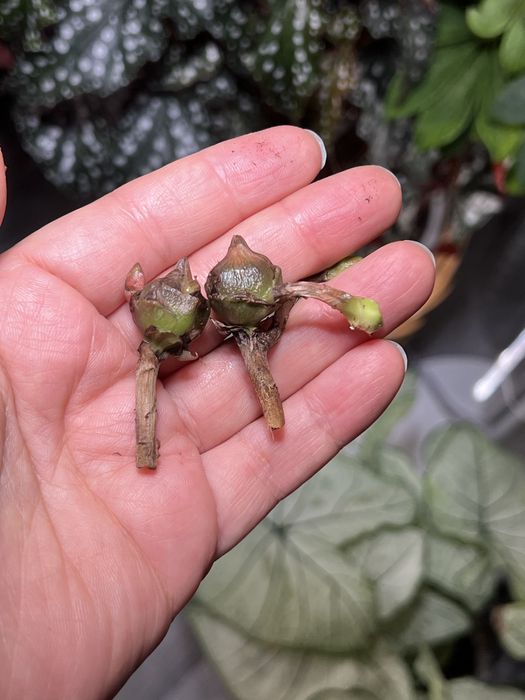 Клубни алоказий