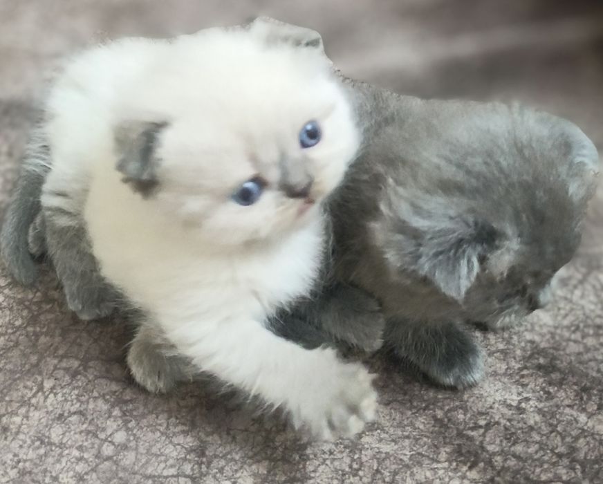 Котята скотиш фолд и страйт