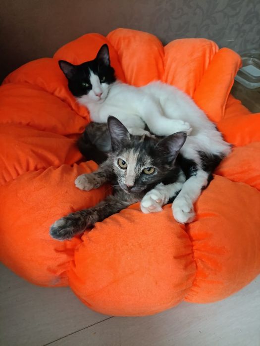 Потерялся котик Алматы