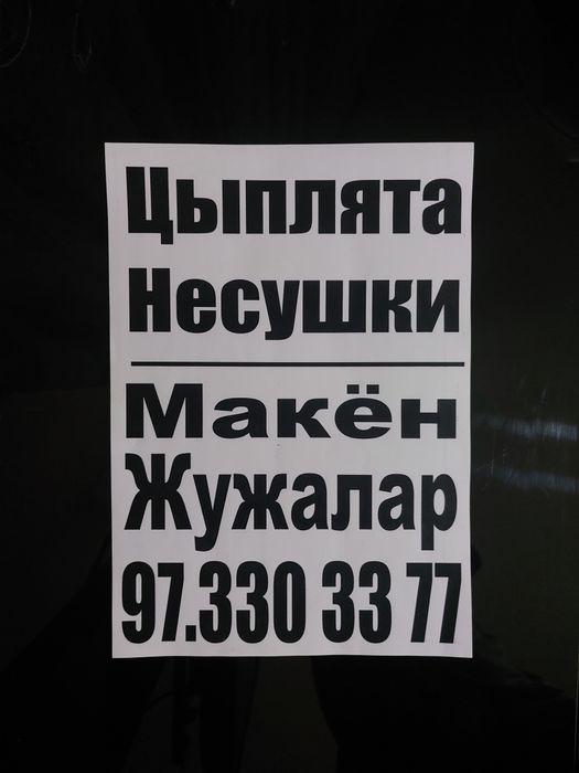 Хай-лайн Сертухум Макён жужалари. Цыплята Курочки несушки.