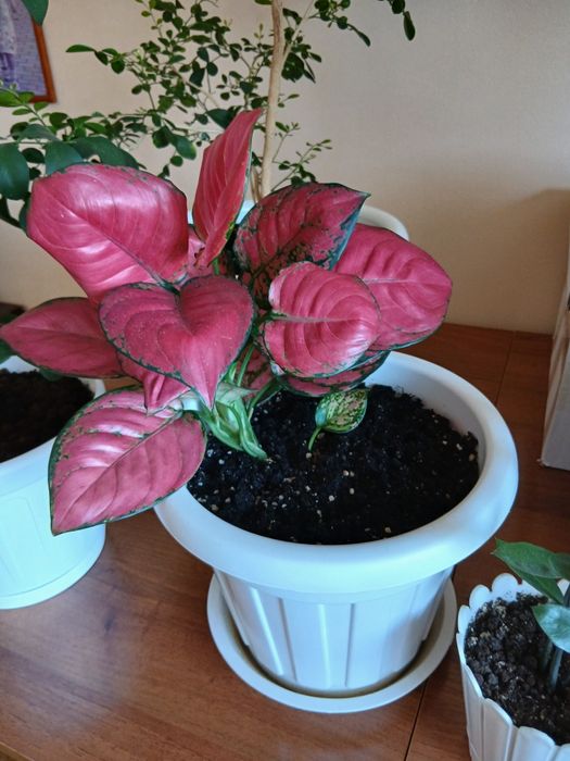 Аглаонема Red star