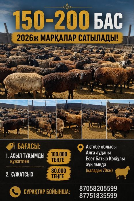 Продам племенных  ягнят 2026г