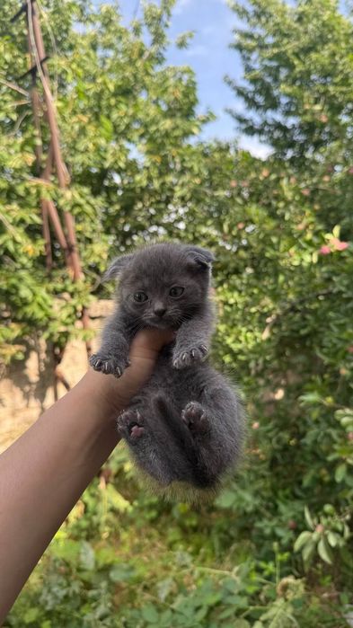 Продаётся котята вислоухие