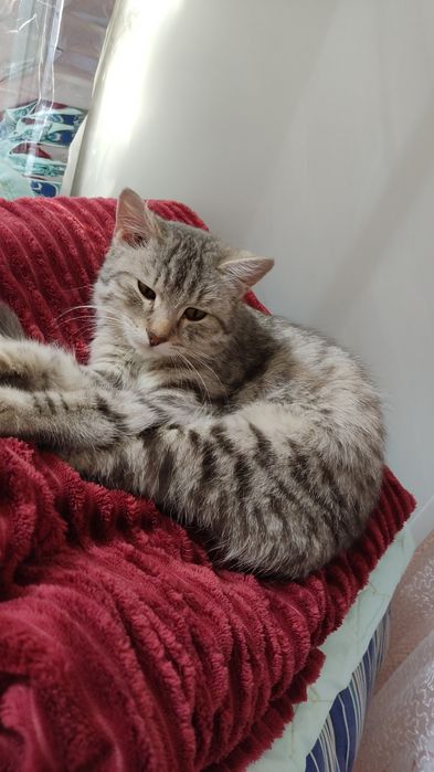 Спасите котика, который выброшен видимо