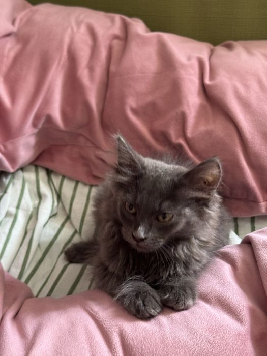 Котенок Серик ищет дом