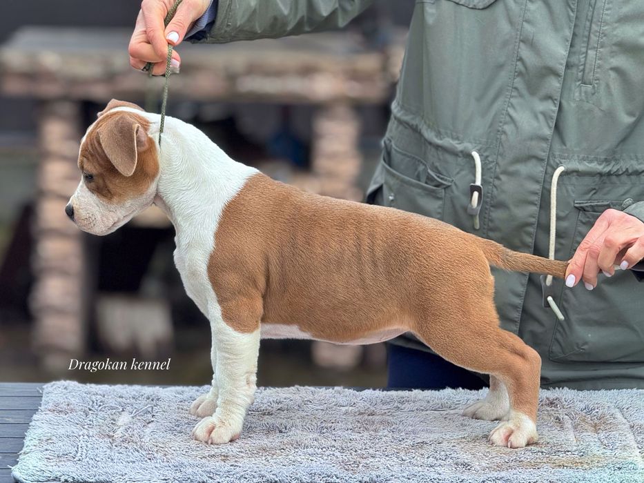 Pui amstaff rasa pură cu pedigree