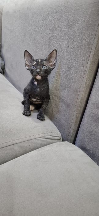 Котята сфинкса донского