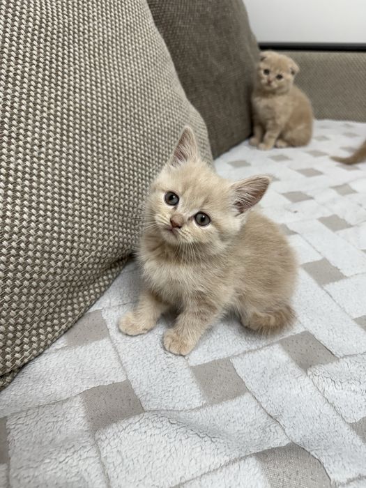 Шотландские котята