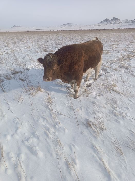 Быки производители