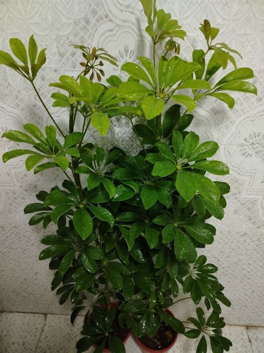 Хонаки гуллар, Комнатные цветы, Ташкент