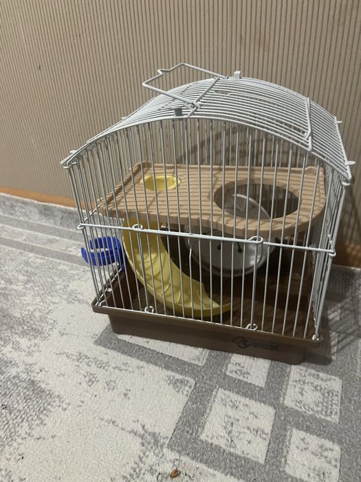 Хомяк ручной домашний