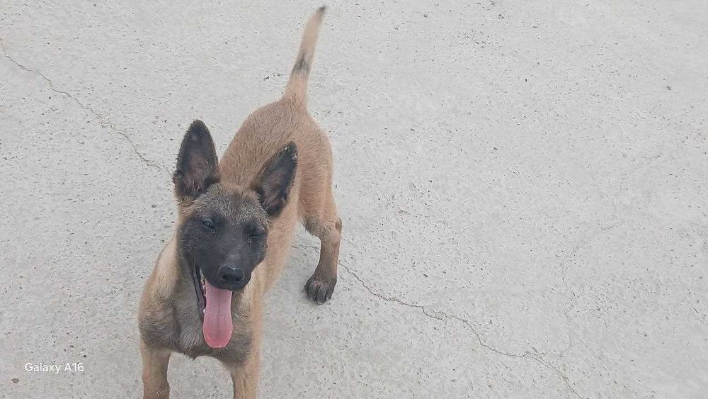 Zudlik bilan Belgiyalik ovcharka (Malinois) kuchukchasi sotiladi!