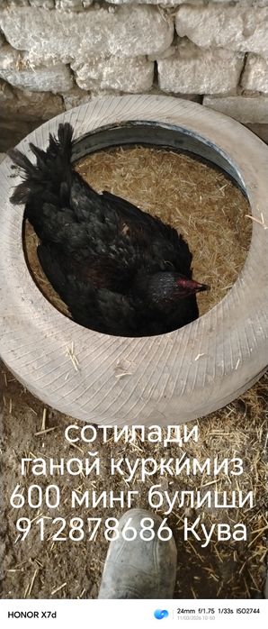 Тозза қонли ганой куркимиз