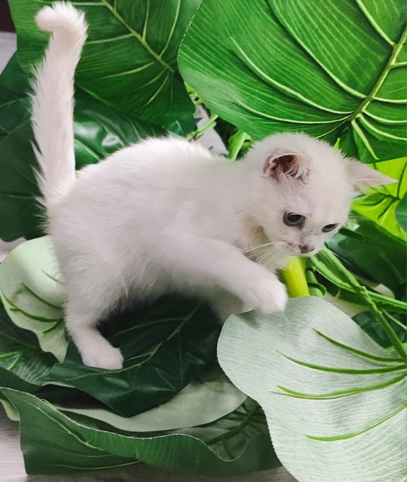 Тоза зотли британ шиншилла  мушукчалар сотилади