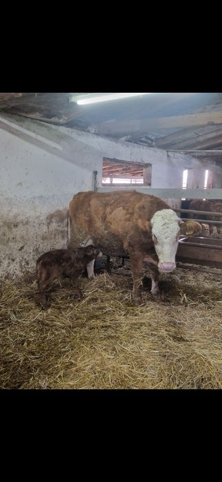 Vand vacuta cu adoua fatare