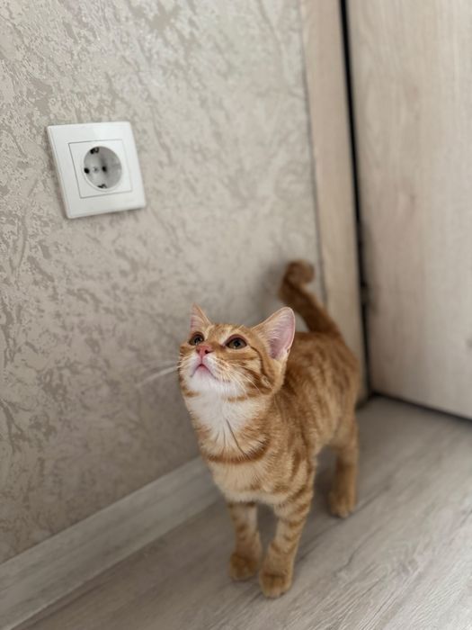 Котенок в поиске дома