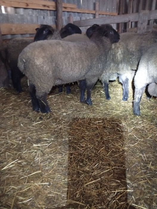 Vând berbecuți sufolk