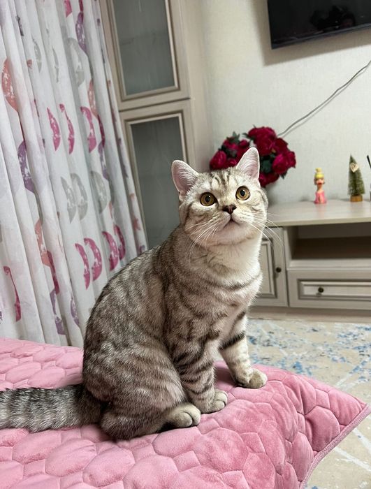 Кот британец 3 года