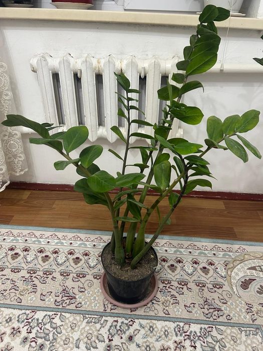 Продам алое вера и доллар