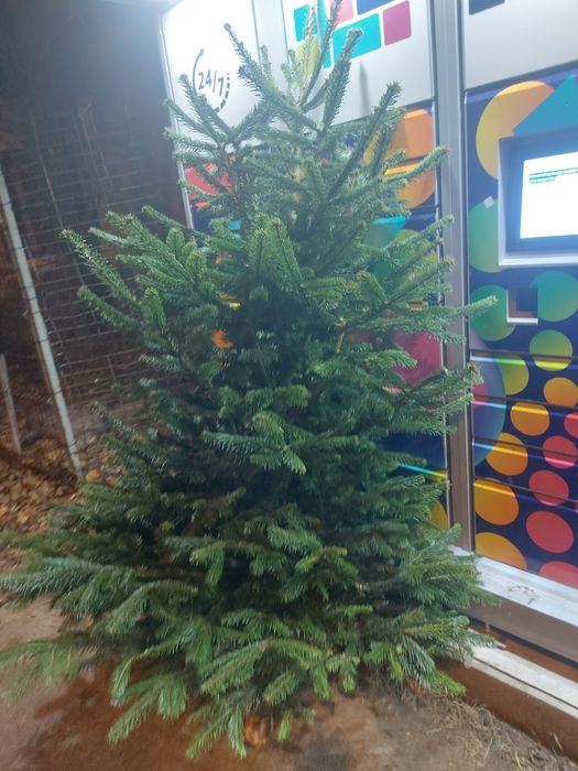 Brad natural 2,3m 150lei