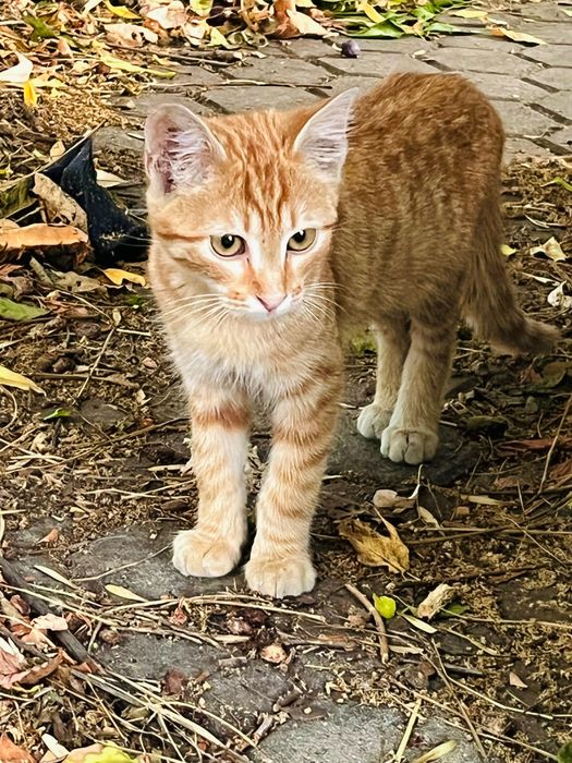 Котета за надежден дом