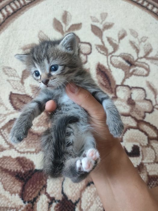 отдам котят в добрые руки