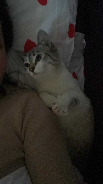 Кошка в добрые руки