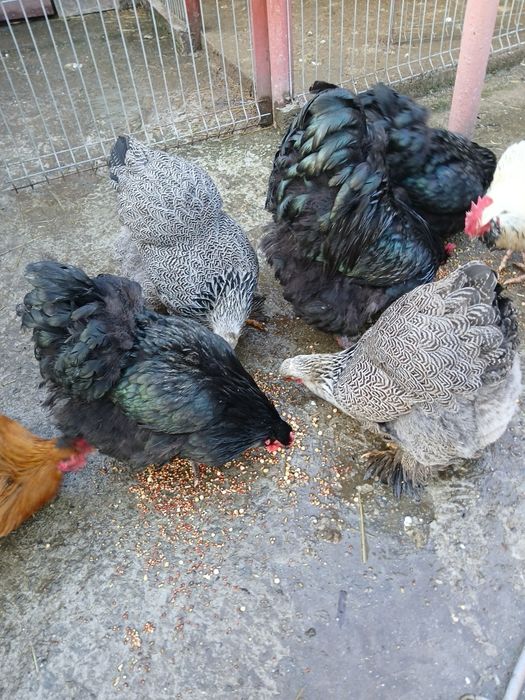 Vănd găini și cocoși de rasă