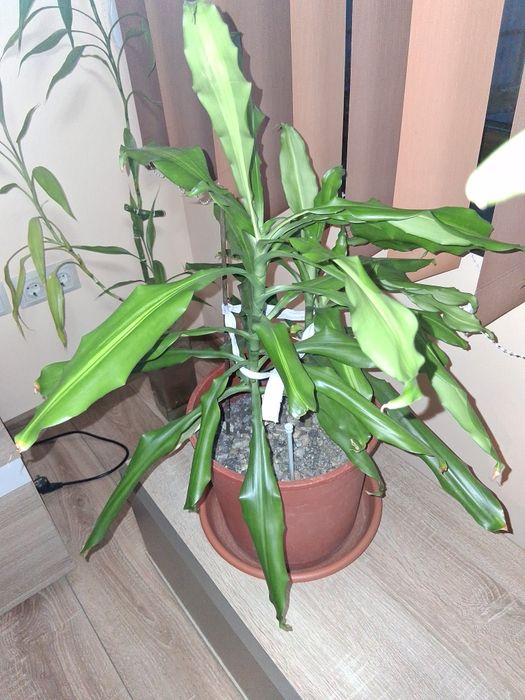 Vand plante ornamentale
