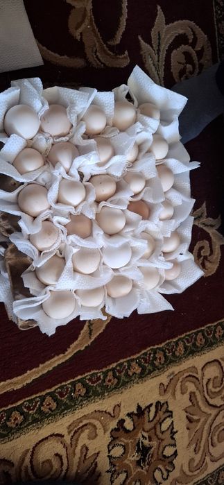 Adler  tuxumlariga zakaz olamiz.