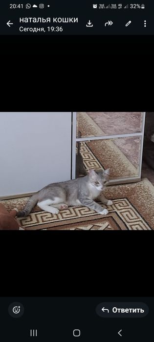 Домашние  животные