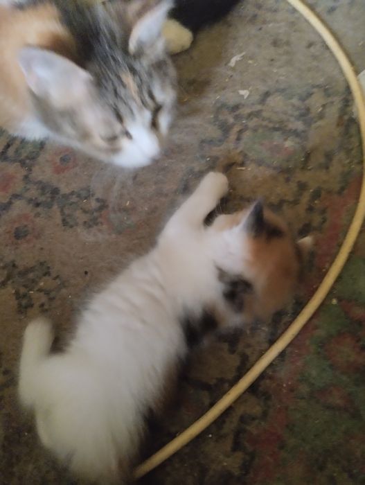Котята сомалийской пароды