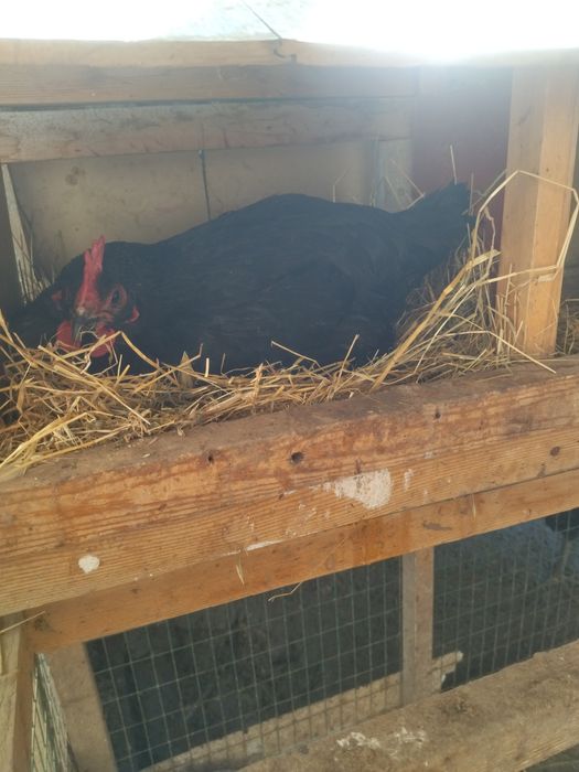 Qora shaxzoda tuxumlari