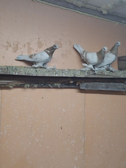 Продам голубей игра гребля тяга