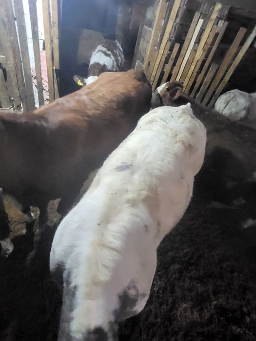 Vand doua vitele una Belgiana si una Angus